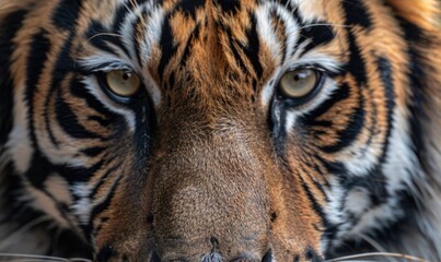 Close-up of a Siberian tiger's face under studio lights