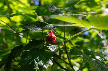 Red Berry amidst Greenery