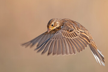 The bird that flies in the air. Female Ortolan Bunting, Emberiza hortulana. Brown background.