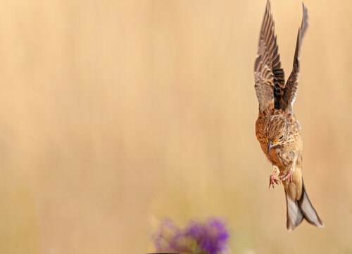 The bird that flies in the air. Female Ortolan Bunting, Emberiza hortulana. Brown background.