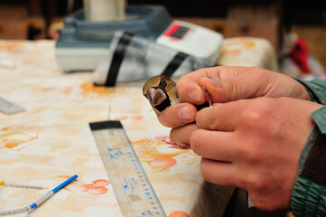 Professionals are ringing Hawfinch (Coccothraustes coccothraustes)