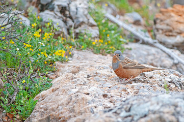Male Ortolan Bunting, Emberiza hortulana, among yellow flowers on rocky ground in spring.