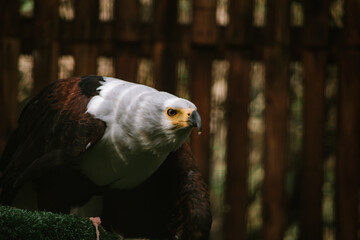 African Fish Eagle Close Up