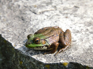 Frog