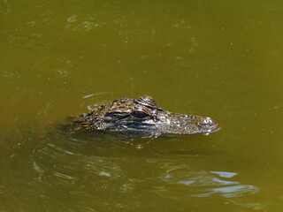 Submerged Alligator