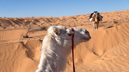 Close up of a dromedary camel (Camelus dromedarius) with a red halter in the Sahara Desert, outside...