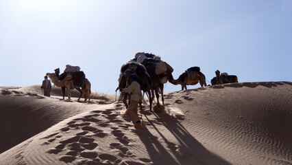 Caravan of dromedary camels (Camelus dromedarius) walking down a sand dune in the Sahara Desert,...