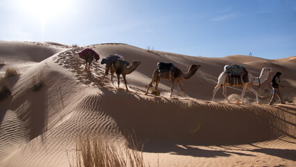 Caravan of dromedary camels (Camelus dromedarius) walking down a sand dune in the Sahara Desert,...