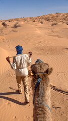 Dromedary camel (Camelus dromedarius) being led by a bedouin in the Sahara Desert, outside of Douz,...