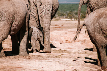 Baby elephant and herd
