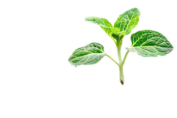 young plant sprout growing on transparent background  PNG format