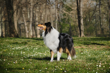 Black Tricolor Rough Collie walks in spring park on sunny day and poses. Funny Scottish Collie dog, Long-haired English Collie stays in nature. Full length portrait of pet outdoor.