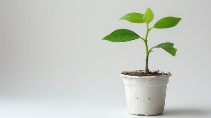 Young green plant sprouting in a white pot against a simple neutral background