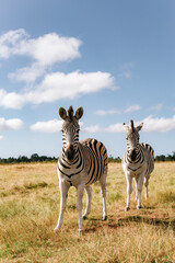 Double Zebras