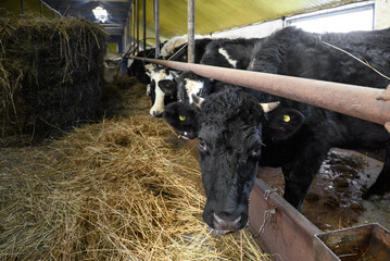 cows on the farm