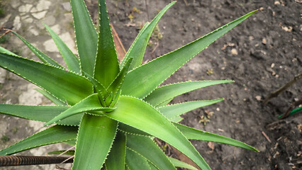 Fototapeta premium Aloe vera plant in the garden. Aloe Vera is a medicinal plant.