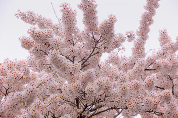 Selective focus branches of white pink Cherry blossoms full bloom on the trees, Beautiful Sakura flowers in spring, The flower of trees in Prunus subgenus Cerasus, Nature wallpaper, Floral background.