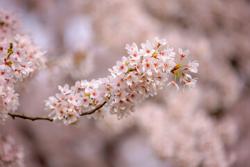 Selective focus branches of white pink Cherry blossoms full bloom on the trees, Beautiful Sakura flowers in spring, The flower of trees in Prunus subgenus Cerasus, Nature wallpaper, Floral background.