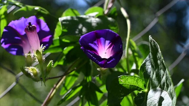 slow motion of flower in plant called violet bell or Ipomoea purpurea