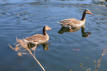 Wild greylag geese swimming on pond or lake in the park.  Grey goose on water with reflection in sunny day.