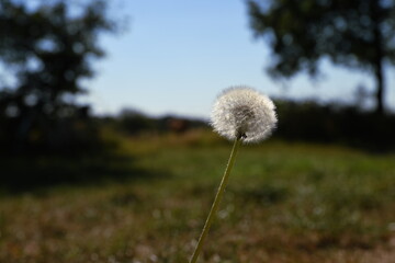 Pusteblume