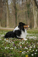Tricolor Rough Collie poses in spring park on sunny day. Scottish Collie dog, Long-haired English Collie lies in nature on green grass with wild flowers. Portrait of cute friendly pet outdoor.