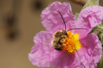 Abeja de la familia Eucera recolectando nectar de la llamativa flor del arbusto cistus albidus (jara) en el parque natural Sierra de Mariola, Alcoy, España