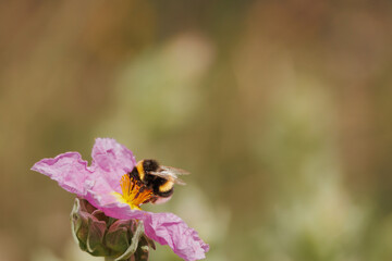 Abejorro común bombus terrestris alimentandose y polonizando flor de jara (cistus albidus) en el...
