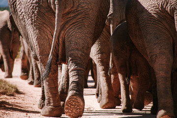 African Elephants walking