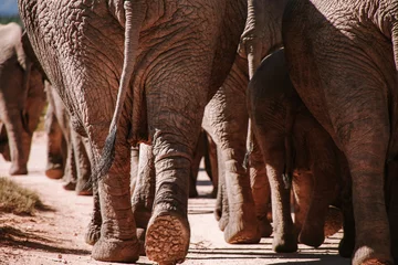 Foto op Aluminium African Elephants walking © Erin