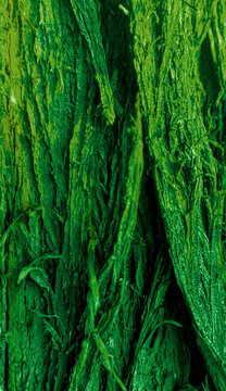 Green Bark Texture