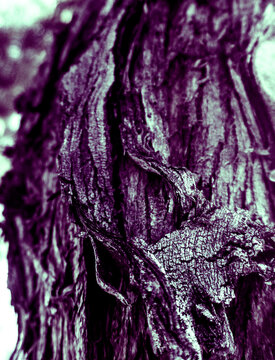 Abstract Purple Bark