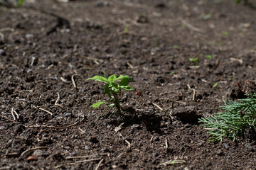 Growing Plants in Plantation