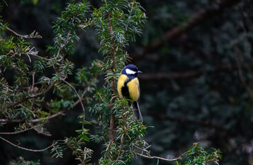 Great tit sitting on a tree branch