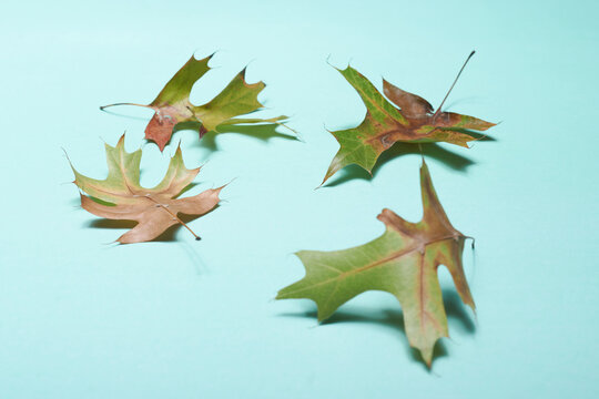 holas de oto&Atilde;&plusmn;o Autumn Oak Leaves: Nature's Color Palette