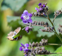 Close Up of Fiberglass Plant Wigandia urens Flower