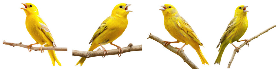 canary bird singing on branch, cutout, png isolated transparent background - obrazy, fototapety, plakaty
