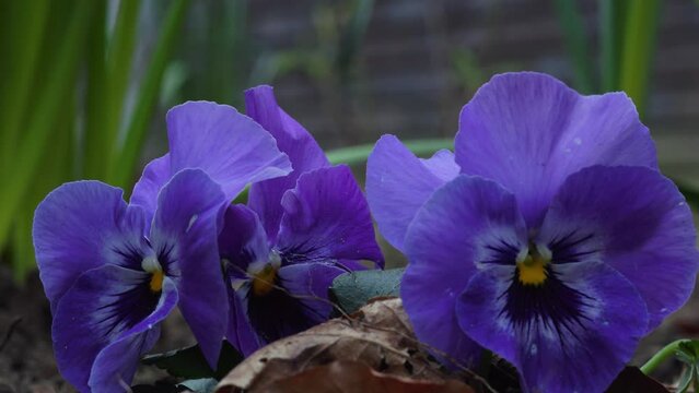 Purple viola flower low on ground two flowers with a tiny bit of yellow. close up