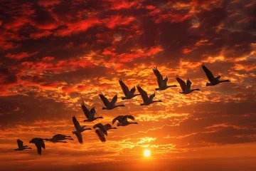 Foto auf Glas A spectacular V-shaped pattern of migrating geese against the backdrop of a flaming sunset. © Entertainment