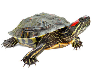 red eared slider turtle, cutout, png isolated transparent background