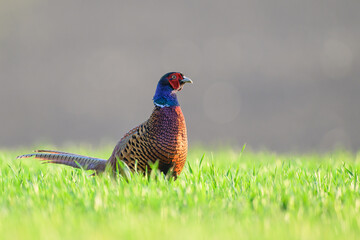 Fasan in einer Wiese