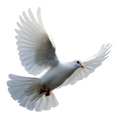 Obraz premium white dove flying in the air, cutout, png isolated transparent background