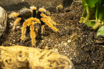 Duży, piękny, kolorowy pająk tarantula