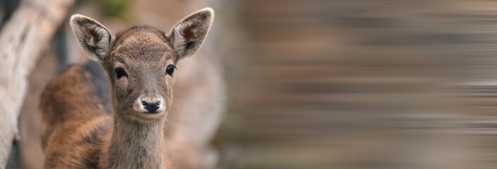 Tiny Enchantment: Little Deer in Nature