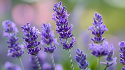 Lavender flower close up in the garden
