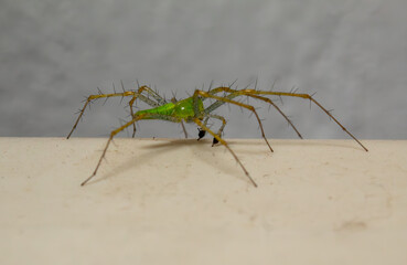 Araña lince verde