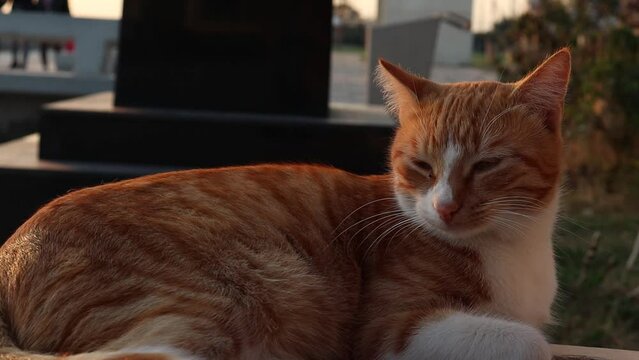Sleepy Orange Cat at Sunset (Slow Motion)