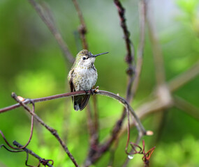 Hummingbird on a Branch at Red Bluff, California