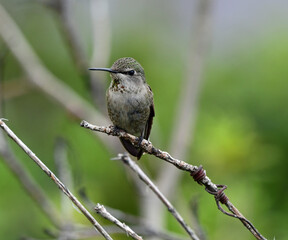 Hummingbird Perched on a Branch at Red Bluff, California
