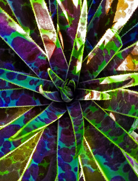 Spotted Agave